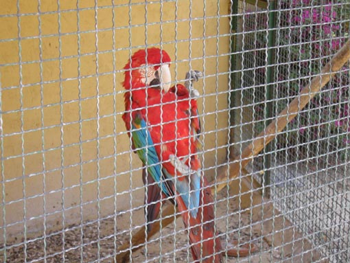 Free Parrot Photo
